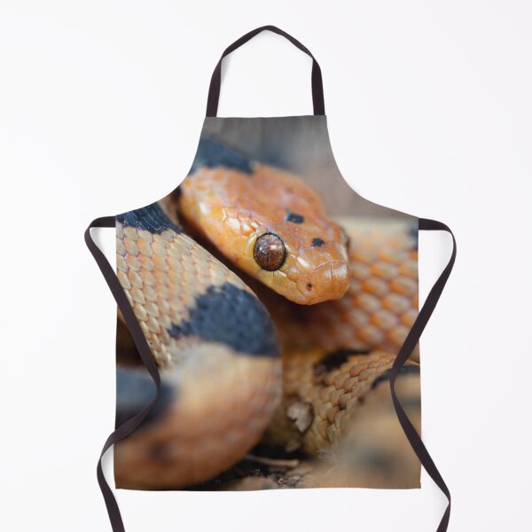 Item preview, Tiger Snake (Telescopus beetzi) designed and sold by Pixel Press Prints.