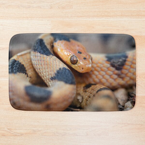 Item preview, Tiger Snake (Telescopus beetzi) designed and sold by Pixel Press Prints.