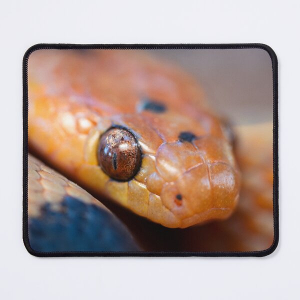 Item preview, Tiger Snake (Telescopus beetzi) designed and sold by Pixel Press Prints.