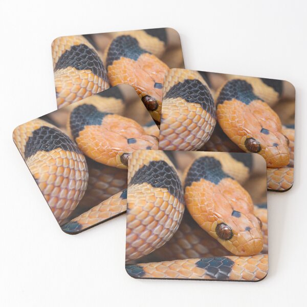 Item preview, Tiger Snake (Telescopus beetzi) designed and sold by Pixel Press Prints.