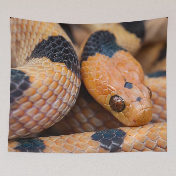 Item preview, Tiger Snake (Telescopus beetzi) designed and sold by Pixel Press Prints.