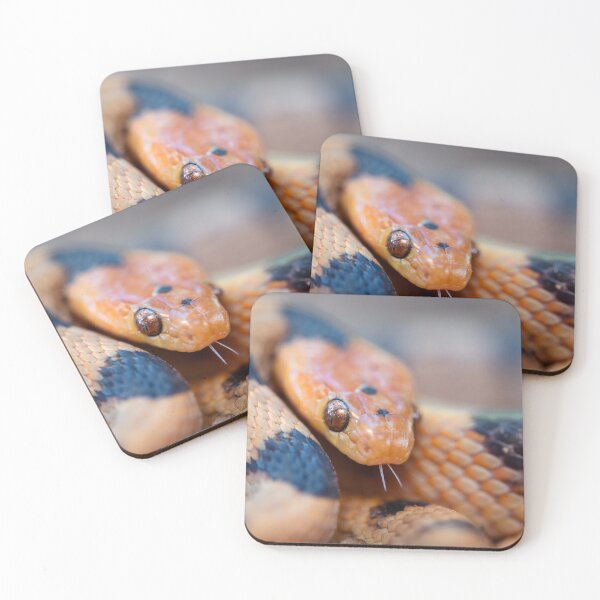 Item preview, Tiger Snake (Telescopus beetzi) designed and sold by Pixel Press Prints.