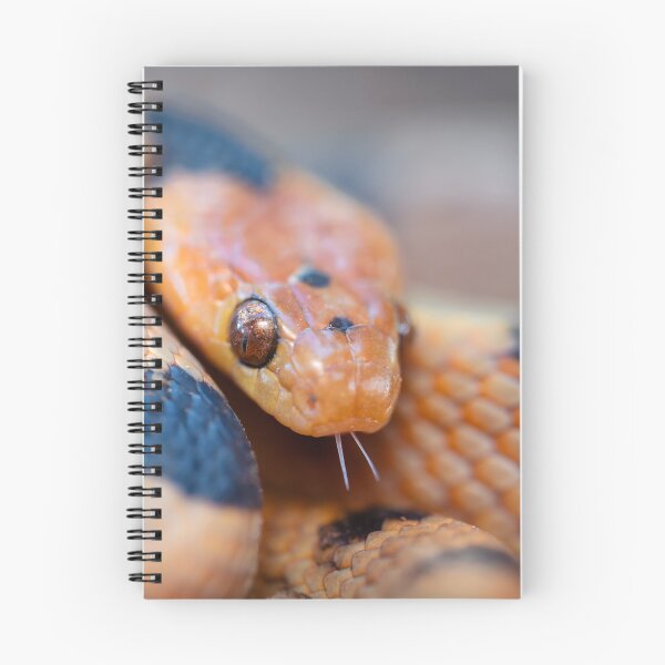 Item preview, Tiger Snake (Telescopus beetzi) designed and sold by Pixel Press Prints.
