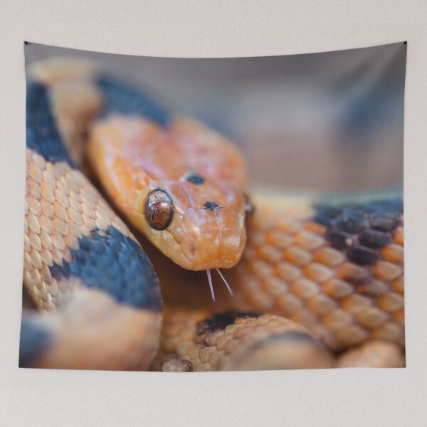 Item preview, Tiger Snake (Telescopus beetzi) designed and sold by Pixel Press Prints.