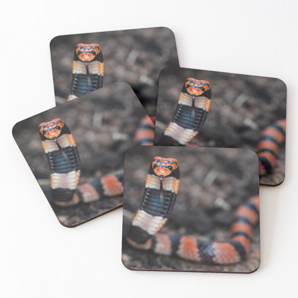 Item preview, Cape Coral Snake (Aspidelaps lubricus) designed and sold by Pixel Press Prints.
