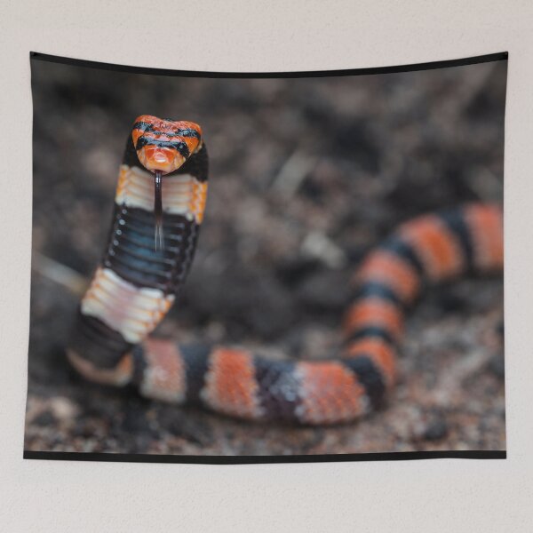 Item preview, Cape Coral Snake (Aspidelaps lubricus) designed and sold by Pixel Press Prints.