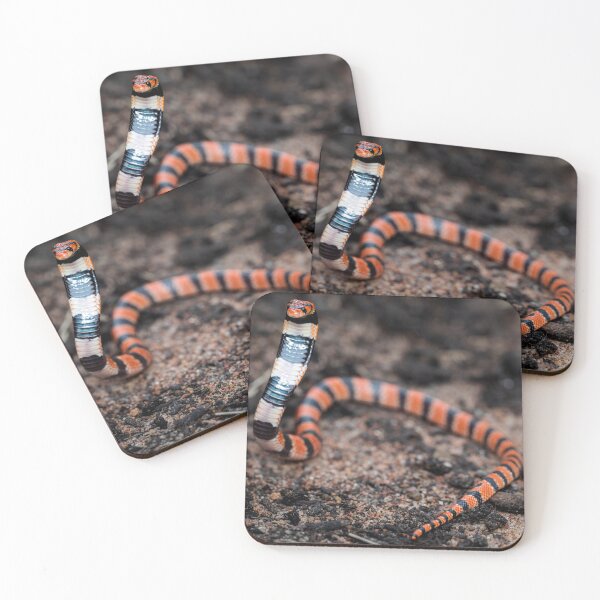 Item preview, Cape Coral Snake (Aspidelaps lubricus) designed and sold by Pixel Press Prints.