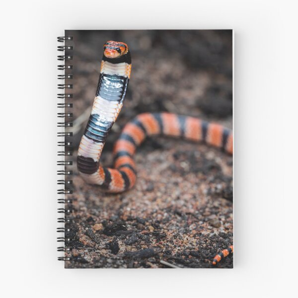 Item preview, Cape Coral Snake (Aspidelaps lubricus) designed and sold by Pixel Press Prints.