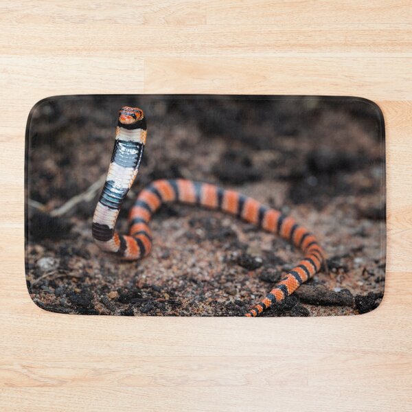 Item preview, Cape Coral Snake (Aspidelaps lubricus) designed and sold by Pixel Press Prints.