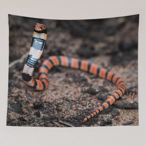 Item preview, Cape Coral Snake (Aspidelaps lubricus) designed and sold by Pixel Press Prints.
