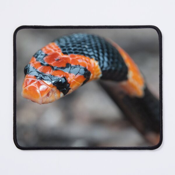 Item preview, Cape Coral Snake (Aspidelaps lubricus) designed and sold by Pixel Press Prints.