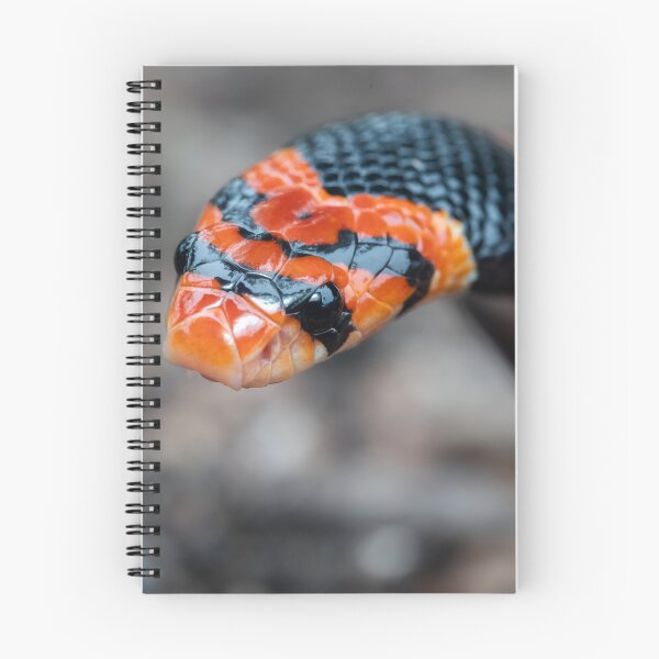 Item preview, Cape Coral Snake (Aspidelaps lubricus) designed and sold by Pixel Press Prints.