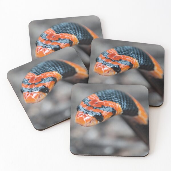 Item preview, Cape Coral Snake (Aspidelaps lubricus) designed and sold by Pixel Press Prints.