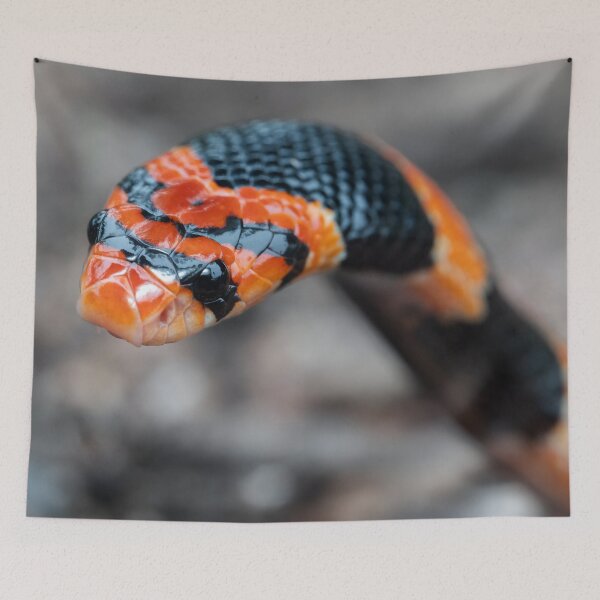 Item preview, Cape Coral Snake (Aspidelaps lubricus) designed and sold by Pixel Press Prints.