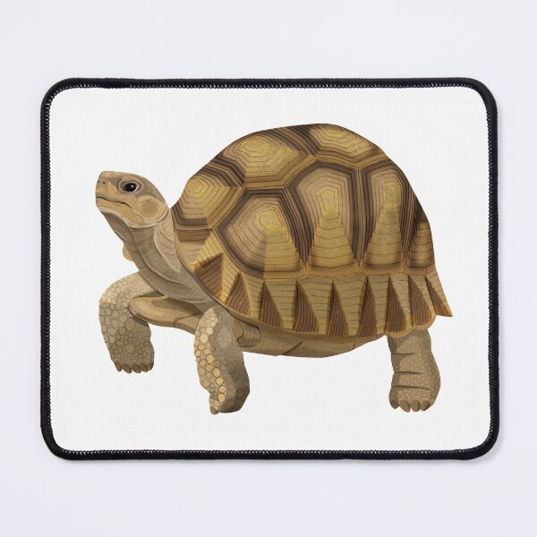 Item preview, Angonoka (Madagascar Ploughshare Tortoise) designed and sold by Rie-TortoTurtle.