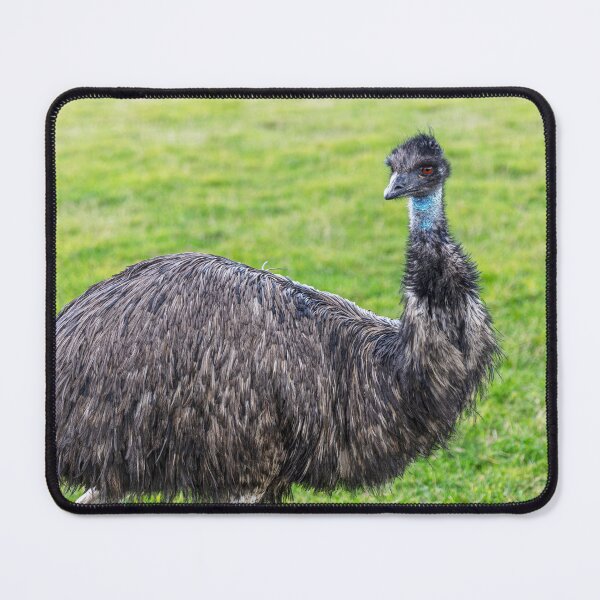 Item preview, Emu Looking At? designed and sold by Paul Thompson Photography.