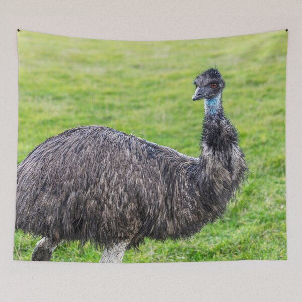 Item preview, Emu Looking At? designed and sold by Paul Thompson Photography.