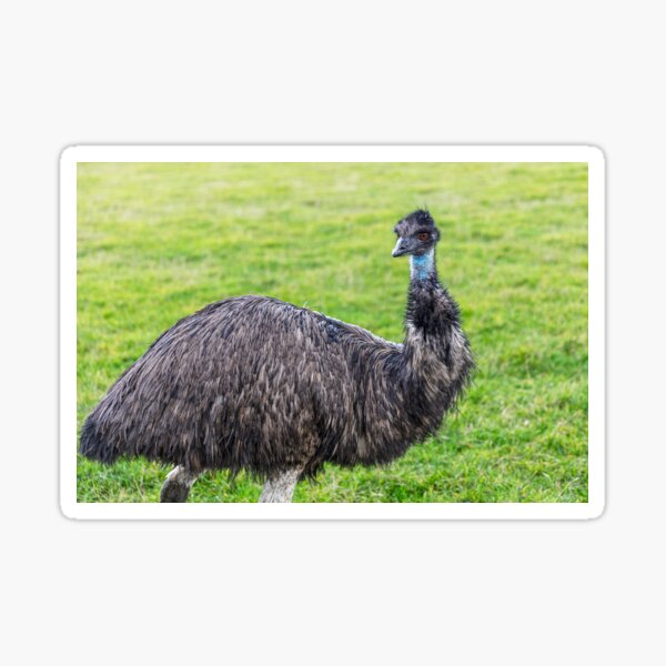 Item preview, Emu Looking At? designed and sold by Paul Thompson Photography.