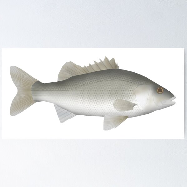 Item preview, Estuary Perch designed and sold by fishfolkart.