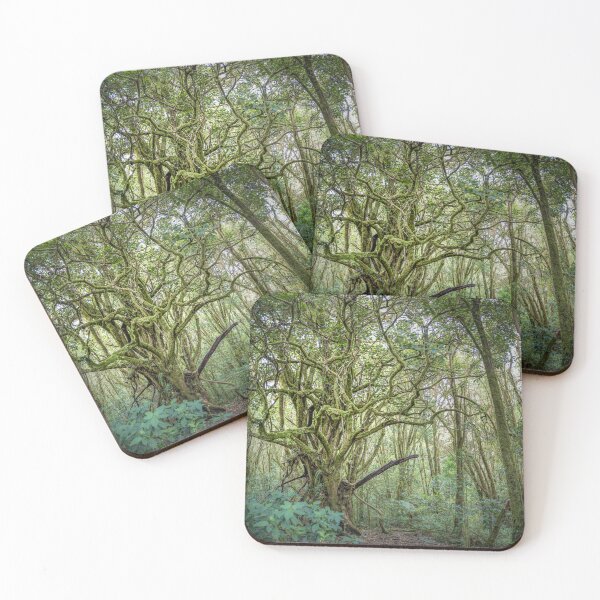 Item preview, Barva Volcano forest, Costa Rica designed and sold by First Light.