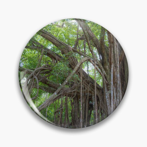 Item preview, Banyan Tree, Uvita, Costa Rica designed and sold by First Light.