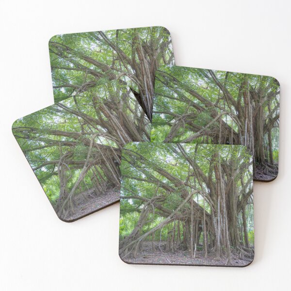 Item preview, Banyan Tree, Uvita, Costa Rica designed and sold by First Light.