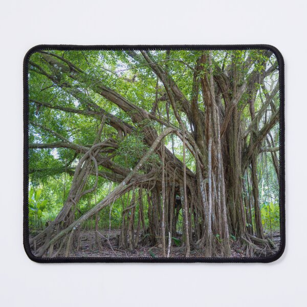 Item preview, Banyan Tree, Uvita, Costa Rica designed and sold by First Light.
