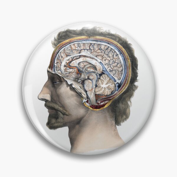 Item preview, Vintage Human Bust Anatomy Illustration, Medical Illustration  designed and sold by HawthorneFlame.