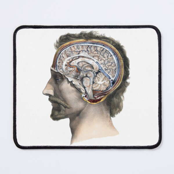 Item preview, Vintage Human Bust Anatomy Illustration, Medical Illustration designed and sold by HawthorneFlame.