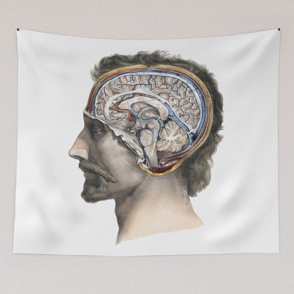 Item preview, Vintage Human Bust Anatomy Illustration, Medical Illustration  designed and sold by HawthorneFlame.