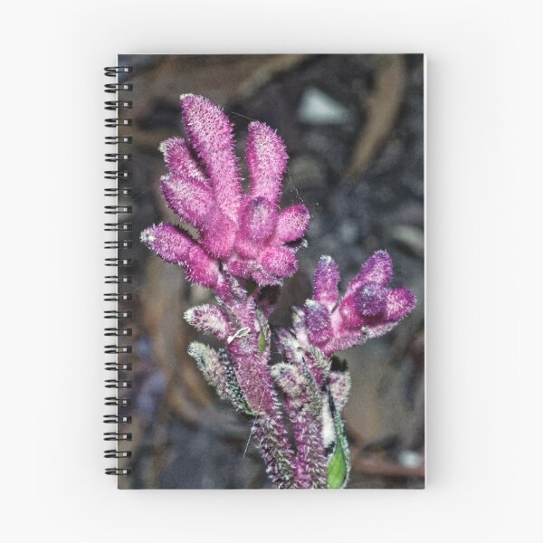 Item preview, Kangaroo Paw going magenta Leith Park Victoria 20180328 2380  designed and sold by Fred Mitchell.