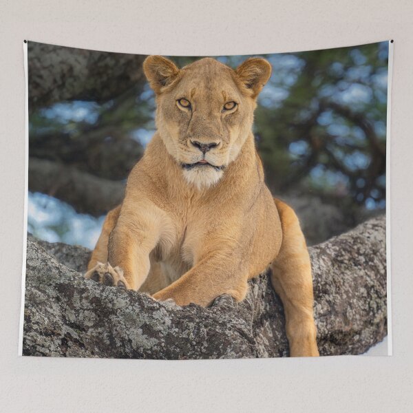 Item preview, Female Lion in a Tree Tanzania Africa designed and sold by PhotoArt by Joan Carroll.