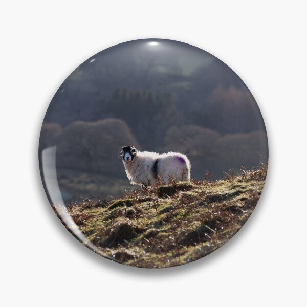 Item preview, Swaledale Ewe enjoying the sunshine in the Lake District designed and sold by RedGrouse.