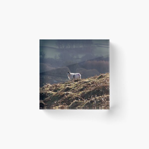 Item preview, Swaledale Ewe enjoying the sunshine in the Lake District designed and sold by RedGrouse.