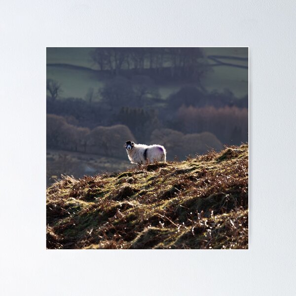 Item preview, Swaledale Ewe enjoying the sunshine in the Lake District designed and sold by RedGrouse.