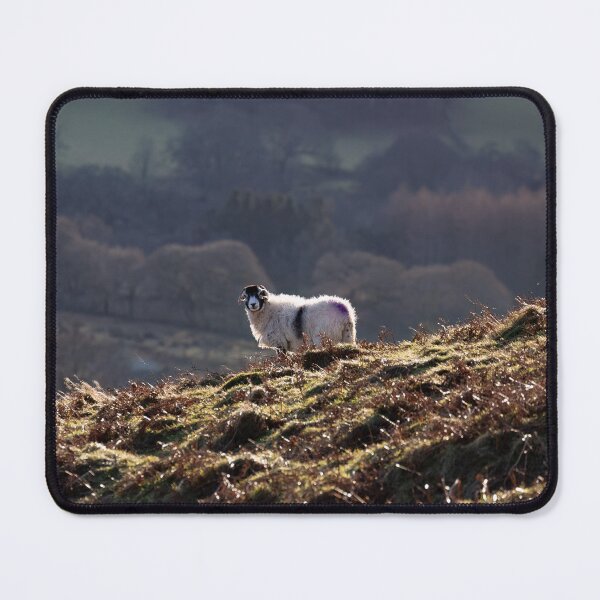 Item preview, Swaledale Ewe enjoying the sunshine in the Lake District designed and sold by RedGrouse.