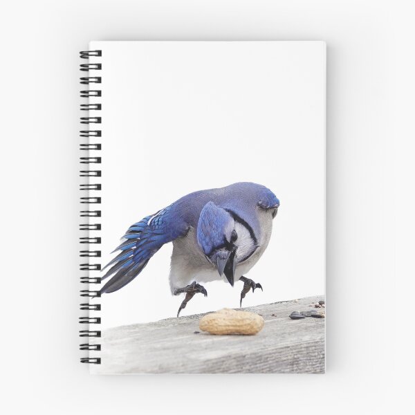 Item preview, Hungry blue jay designed and sold by sarah11918.