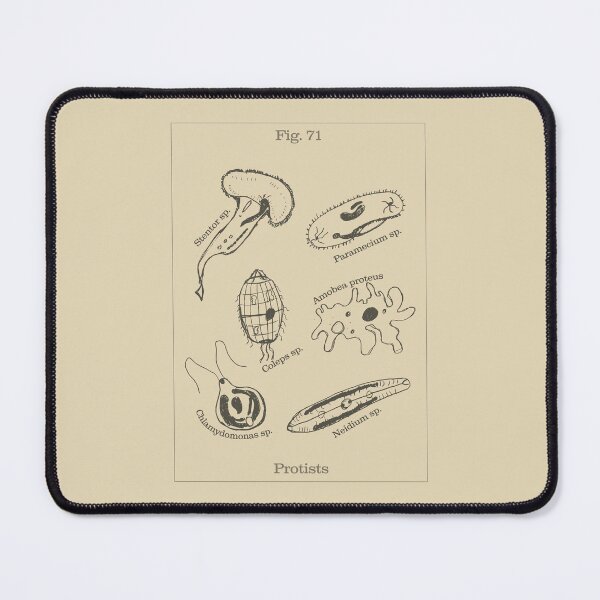Item preview, Protists - Vintage Textbook Figure designed and sold by MicroMarket.