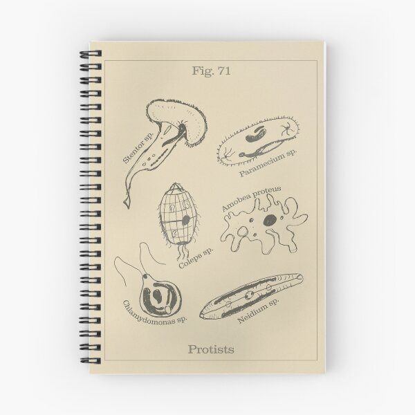 Item preview, Protists - Vintage Textbook Figure designed and sold by MicroMarket.