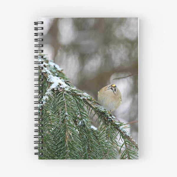 Item preview, Playing the ball. Goldcrest designed and sold by Jouko Lehto Photography.