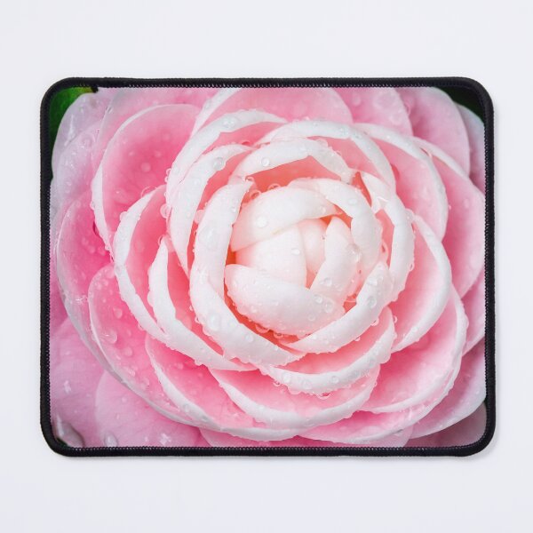 Item preview, Pink Camellias, Japonica and Sasanqua X131 designed and sold by RichFrancoCars.