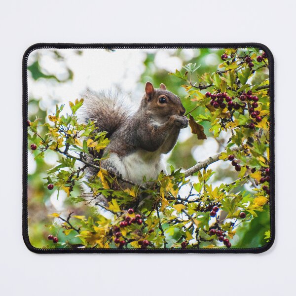 Item preview, Squirrel Berry Bonanza designed and sold by Aimée Wilson.