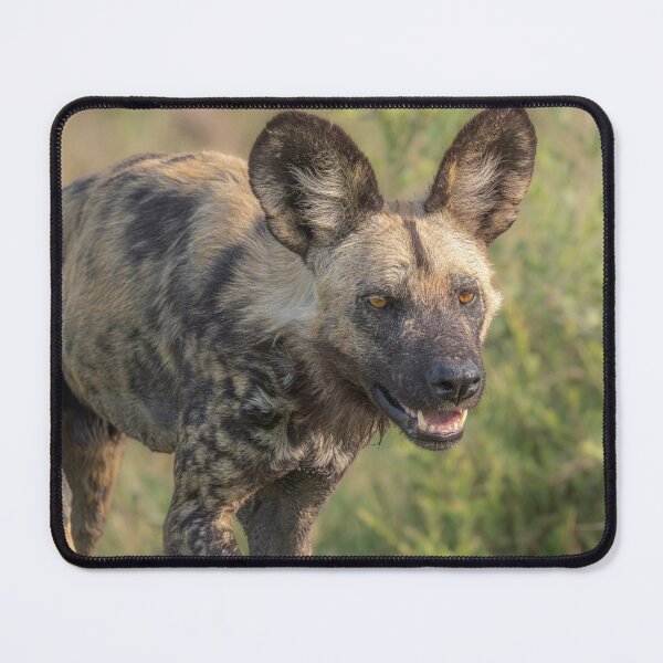 Item preview, Painted Dog Botswana Africa 3 designed and sold by PhotoArt by Joan Carroll.