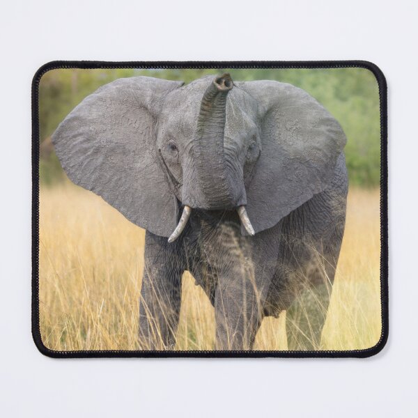 Aperçu de l'œuvre Éléphant à trompe levée Botswana Afrique créée et vendue par PhotoArt by Joan Carroll.