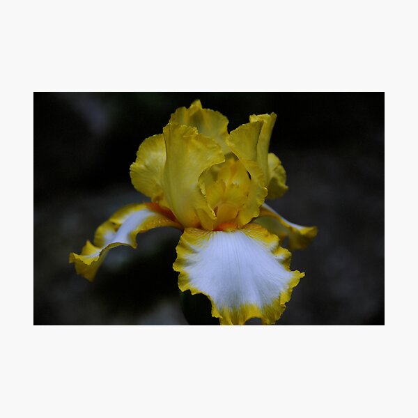Item preview, Cultivated Iris designed and sold by Anne Smyth.