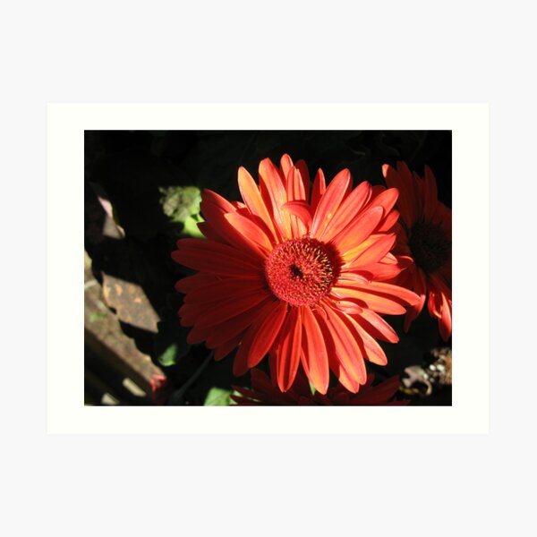 gerber daisy Art Print