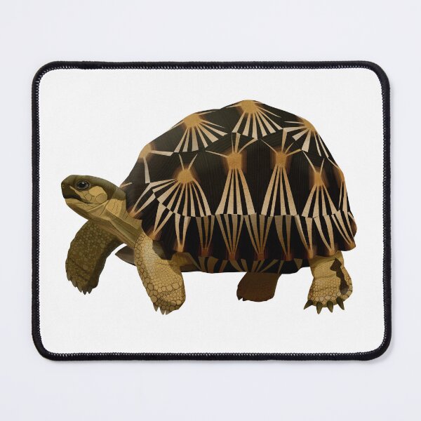 Item preview, Radiated Tortoise designed and sold by Rie-TortoTurtle.