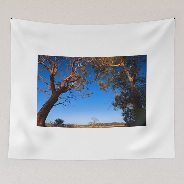 Item preview, Morning light on Gum Trees designed and sold by phillip wise.