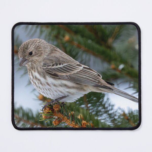 Item preview, House finch in our christmas tree designed and sold by FlyingLilly.