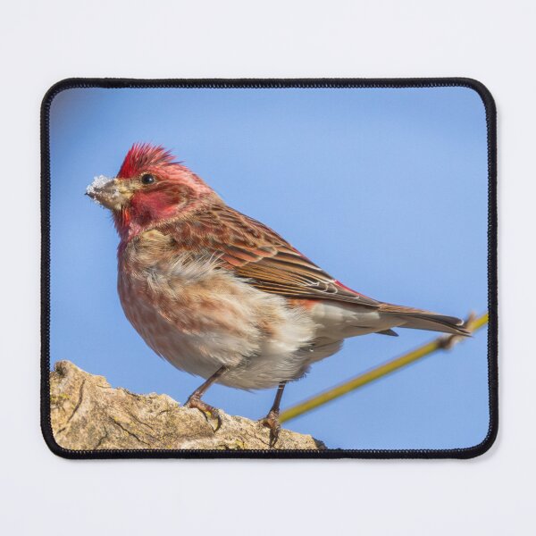 Item preview, Purple Finch with snow on beak designed and sold by FlyingLilly.